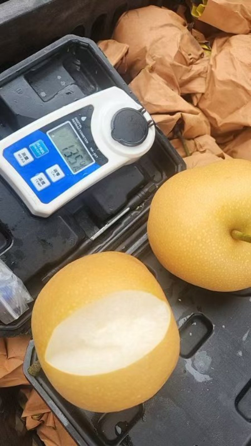 一件代发：秋月梨