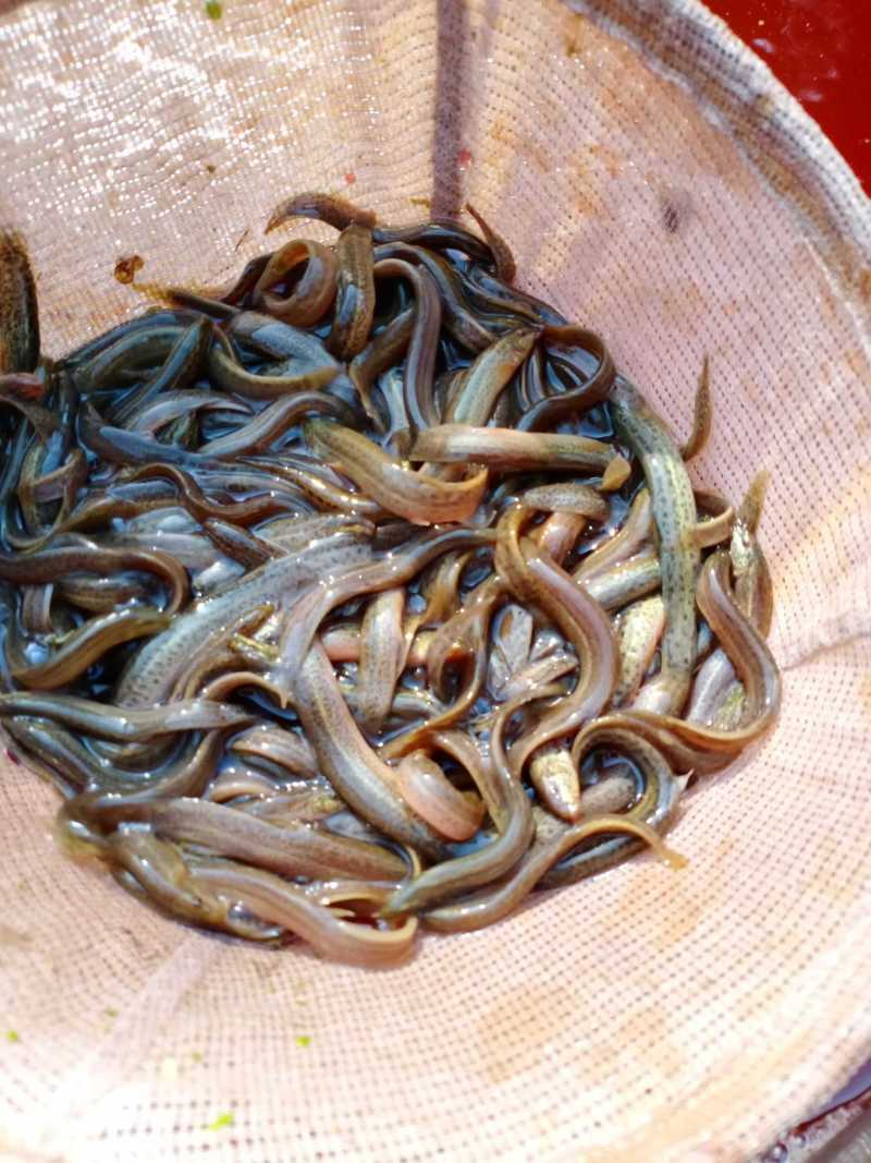 泥鳅苗，台弯鳅，青秋苗，，基地直供，全程技朮跟踪服务