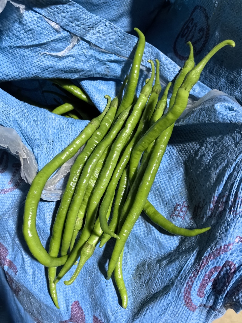 8号软皮线椒