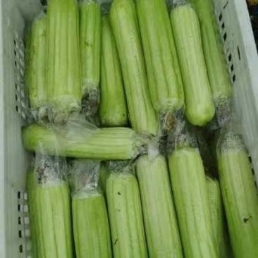 精品白玉丝瓜产新，产地直发欢迎来电咨询