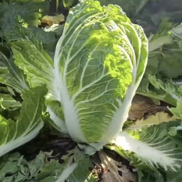 吉林白菜黄心白菜上市4/6斤净菜欢迎全国客商洽谈