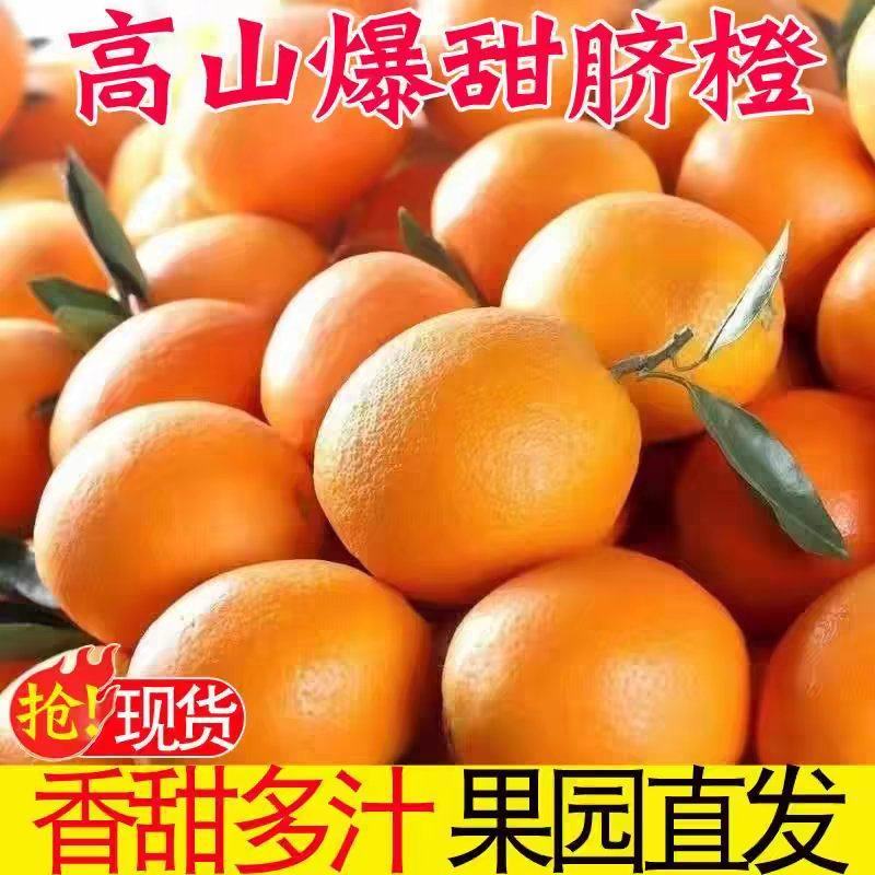 湖北橙子纽荷尔九月红长虹齐上市果园看货现采现发