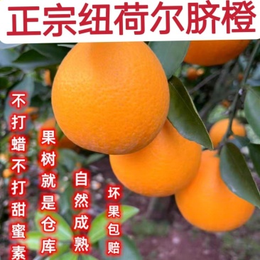 纽荷尔脐橙颜色火红无籽无渣口感甜支持视频看货可供商超批发