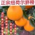 纽荷尔脐橙颜色火红无籽无渣口感甜支持视频看货可供商超批发