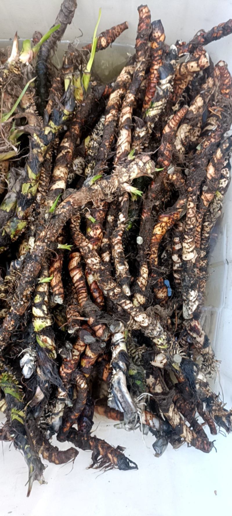 水菖蒲根茎，现挖的水菖蒲很鲜货