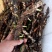 水菖蒲根茎，现挖的水菖蒲很鲜货