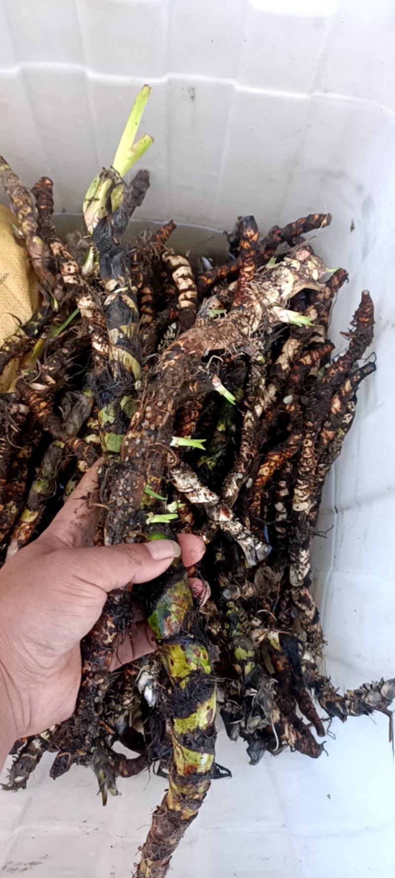 水菖蒲根茎，现挖的水菖蒲很鲜货