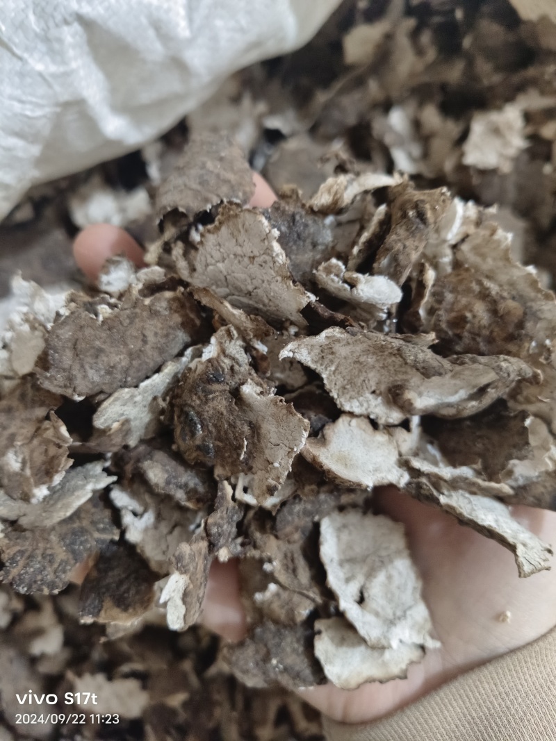 茯苓各种规格云苓云南茯苓产地一手货源可打粉