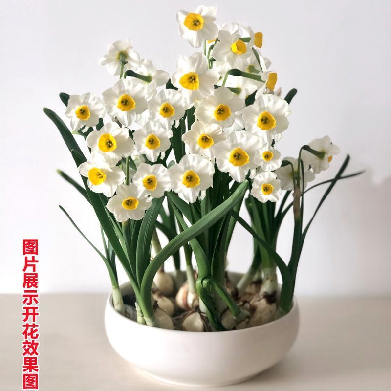 水仙种球，水仙种球水仙花水培植物花卉种子室内绿植冬季