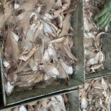 大闸蟹饲料