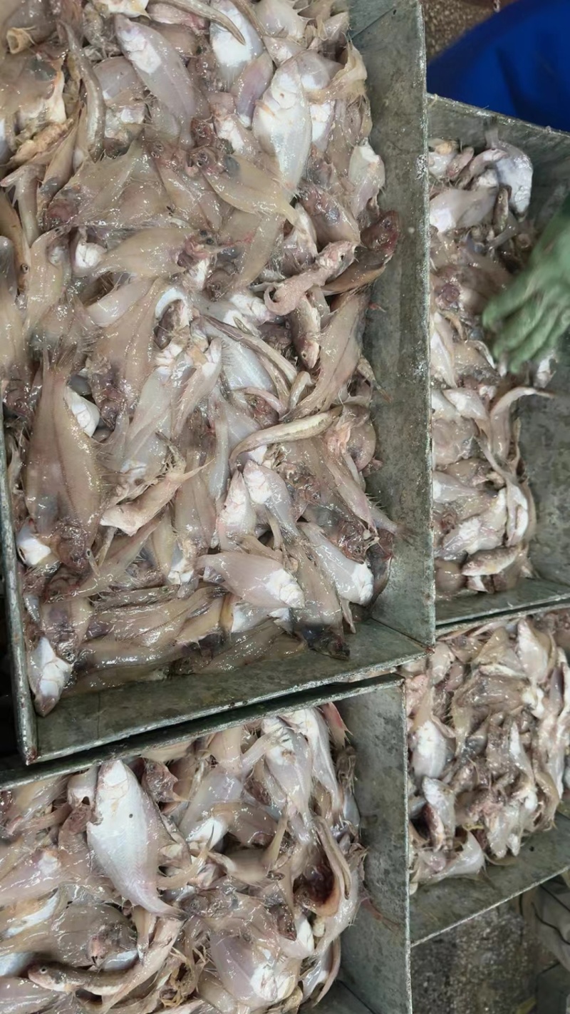 大闸蟹饲料