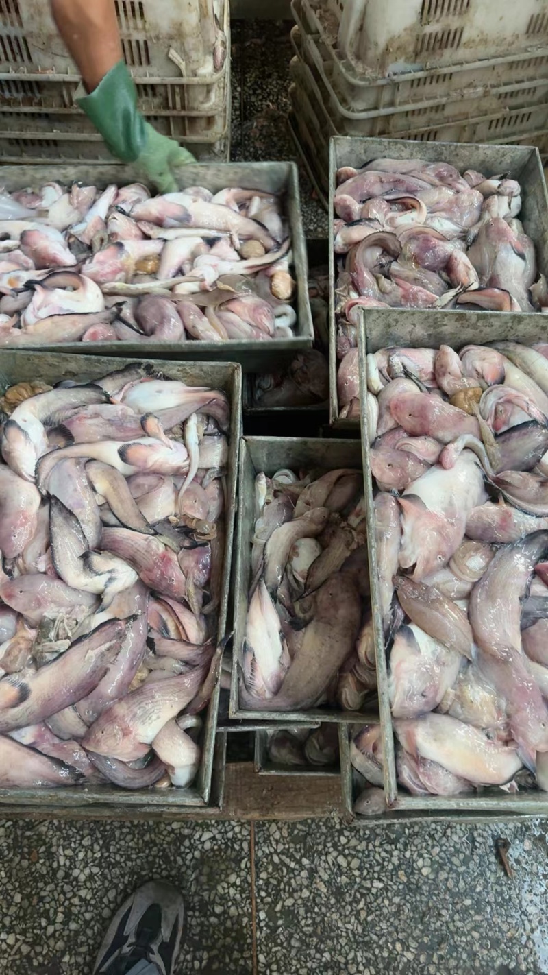 大闸蟹饲料