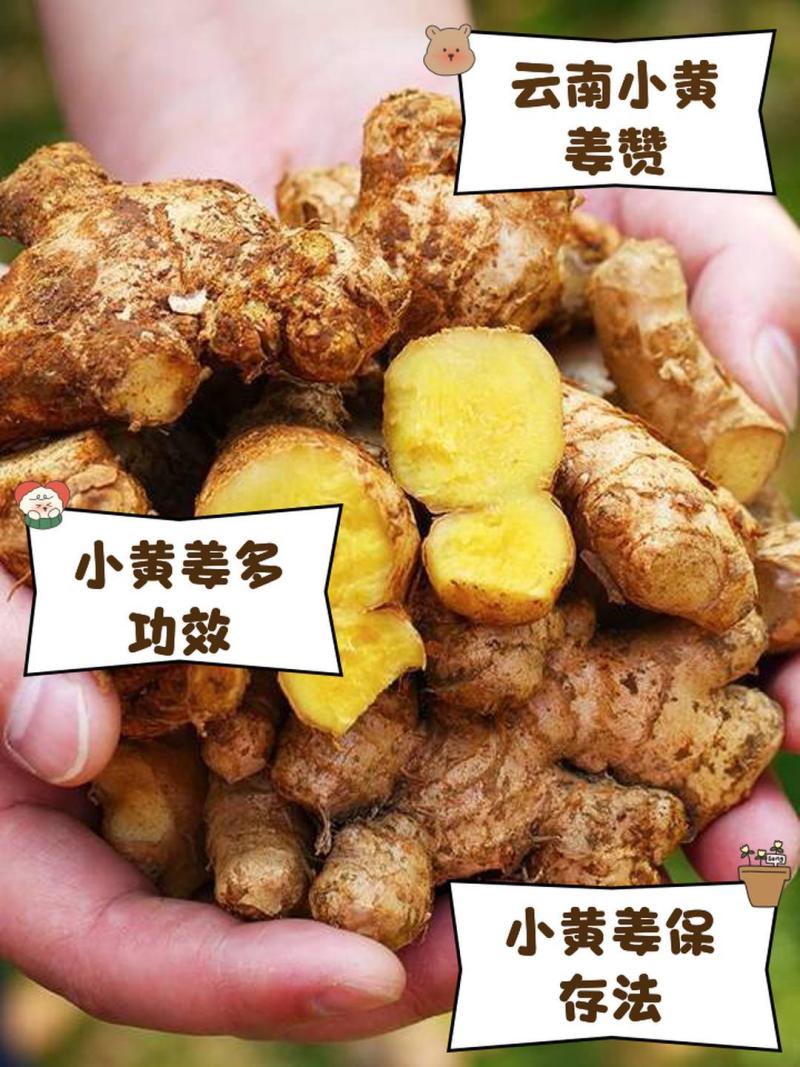 优质小黄姜大量上市货源充足价格公道欢迎咨询