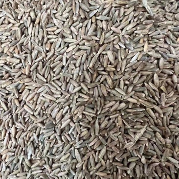 黑麦草种子，冬牧70