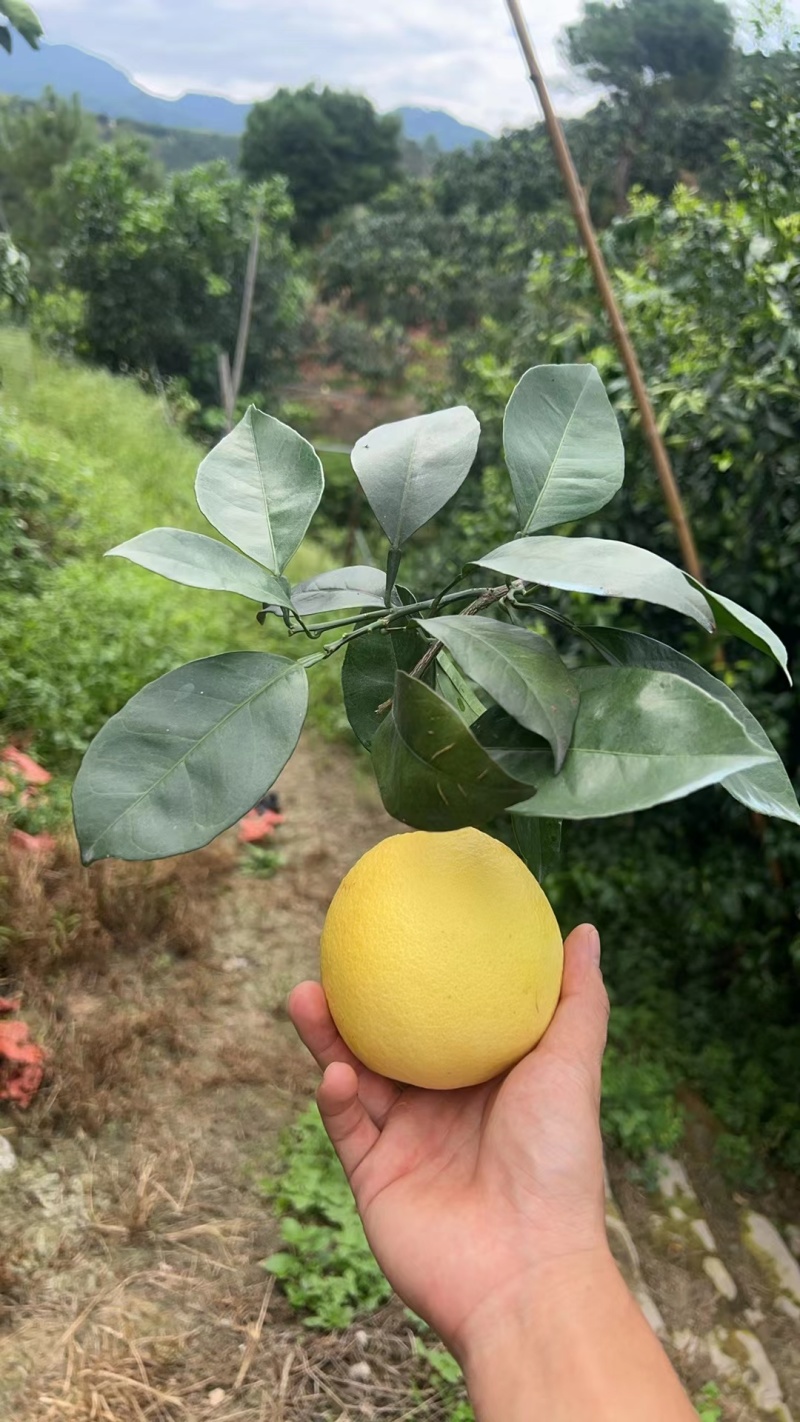 脐橙