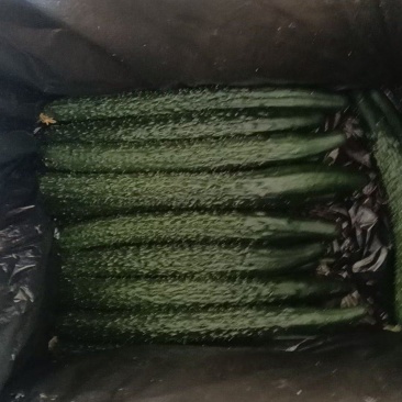 甘肃省白银市靖远县精品大刺黄瓜
