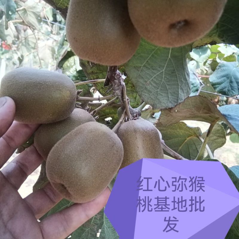 红心弥猴桃基地现货鲜果批发欢迎有需要的老板合作共赢