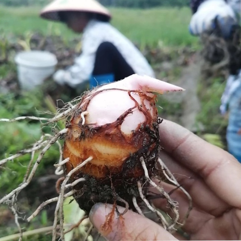 脱毒红芽芋（优质芋头）自产自销、质优量大
