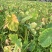 脱毒红芽芋（优质芋头）自产自销、质优量大