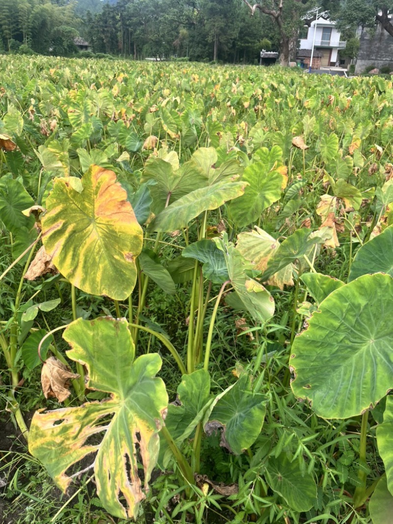 脱毒红芽芋（优质芋头）自产自销、质优量大
