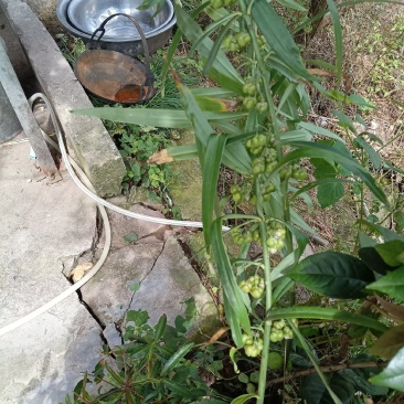 黄精苗盆栽绿植老虎姜盆栽黄精盆栽黄精胫块栽培