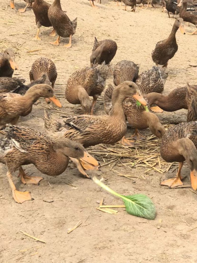 大种麻鸭麻鸭蛋鸭常年提供番鸭西洋鸭