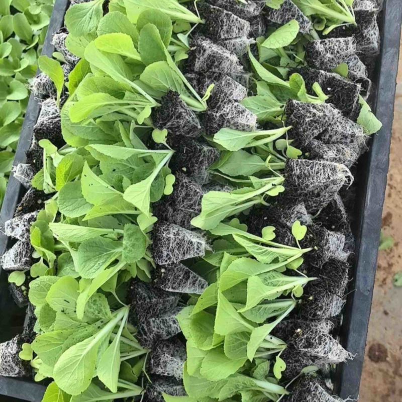 大白菜苗黄心白菜苗耐热耐寒耐抽苔
