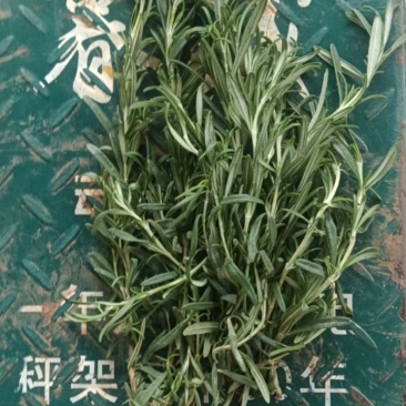 迷迭香