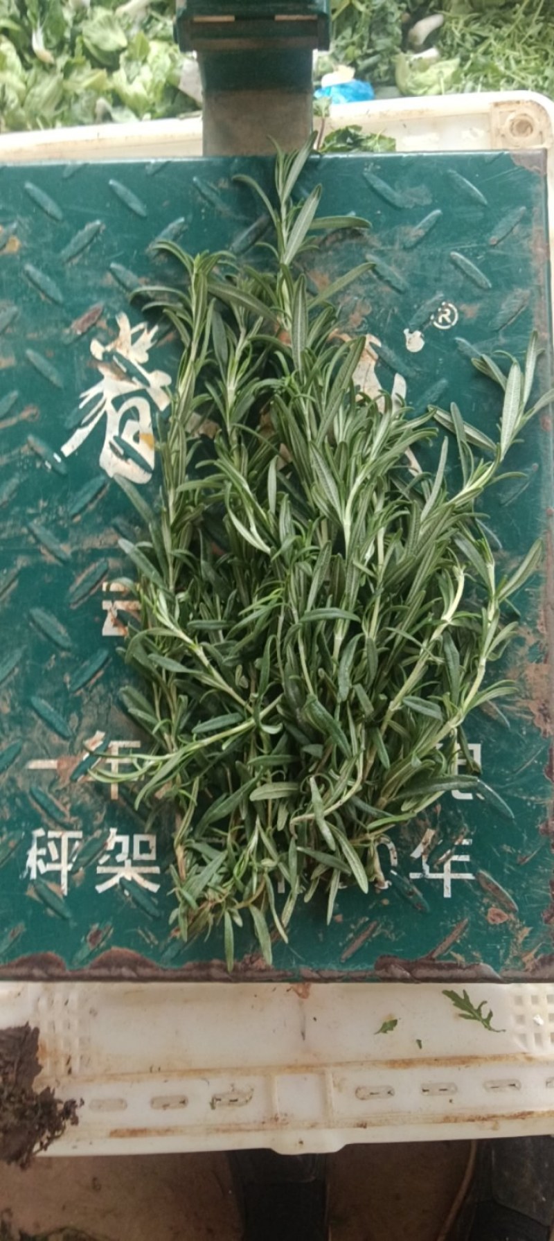迷迭香