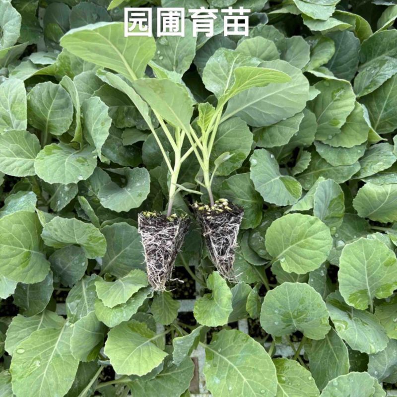 牛心甘蓝口感脆甜抗性强55-60天可采收