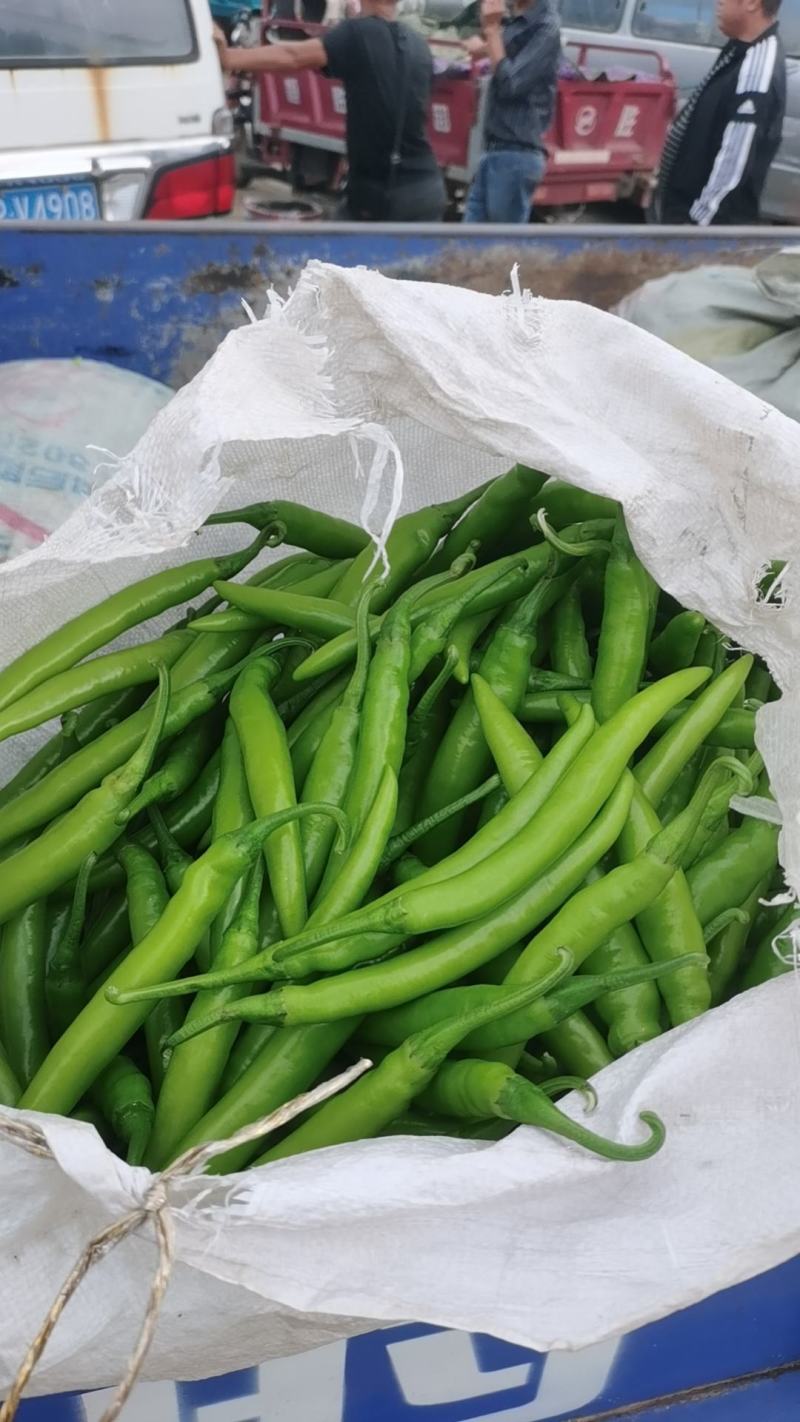 辽宁绥中杭椒0.56