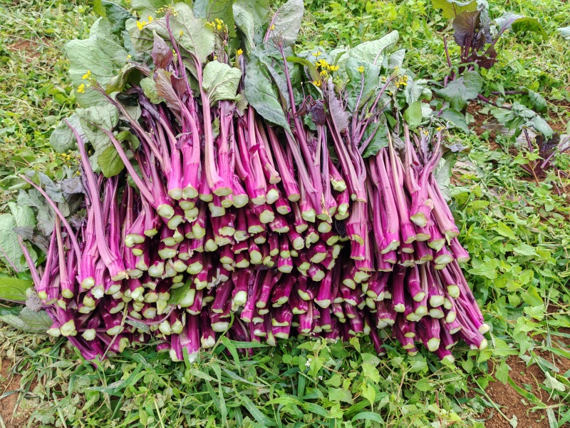 贵州红菜苔