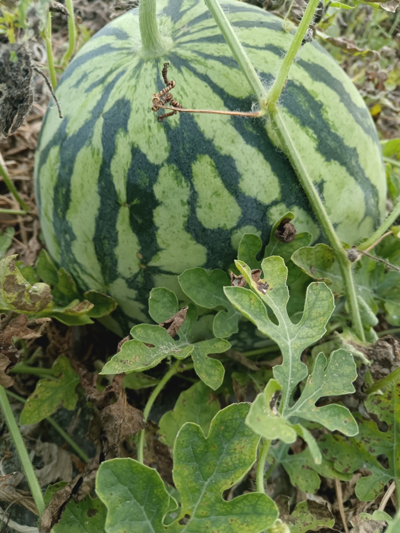 二茬美都