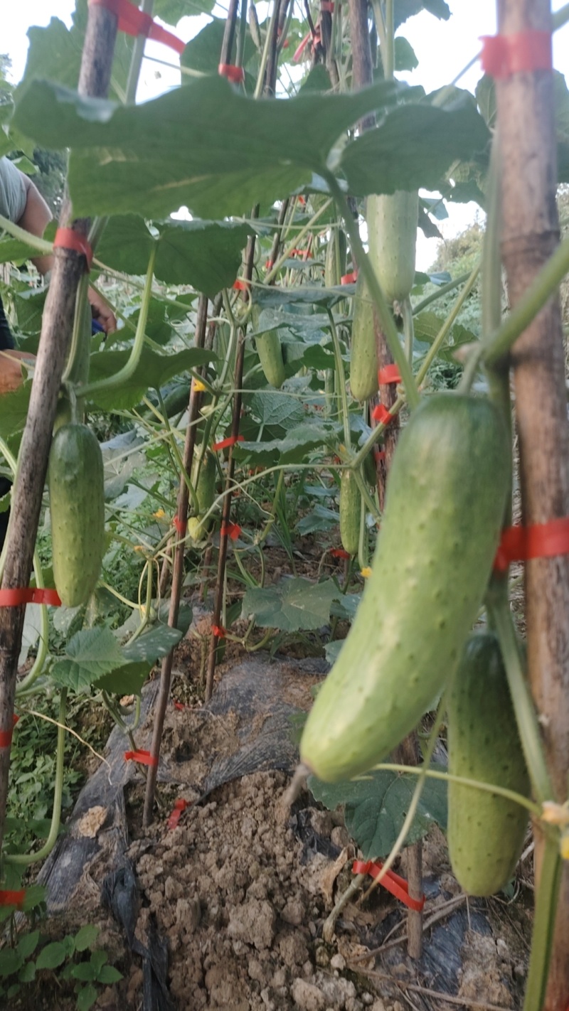 水果黄瓜马上大量上市。需要的老板联系。