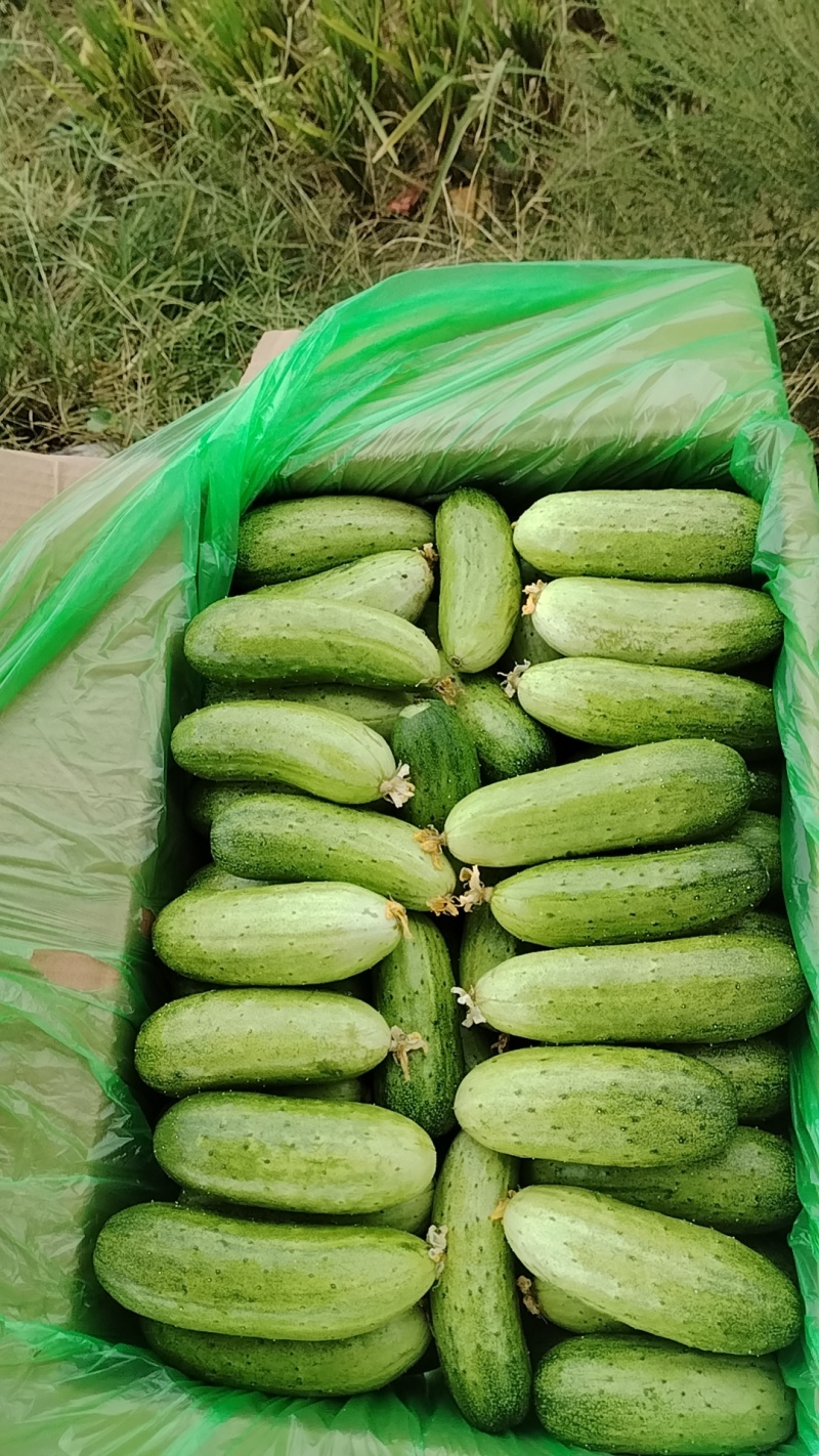 水果黄瓜马上大量上市。需要的老板联系。