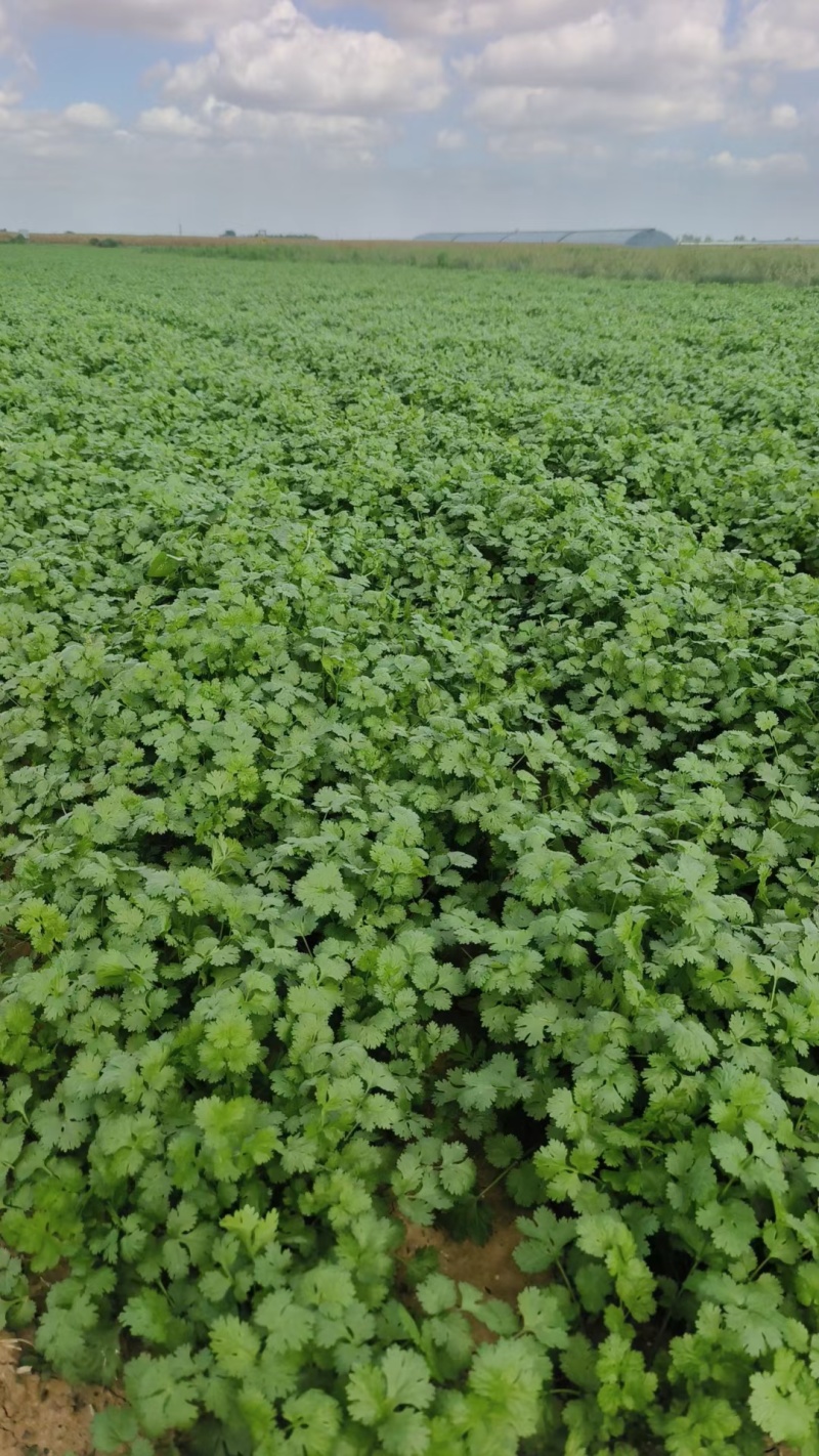 精品香菜大叶香菜品质保证一手货源诚信经营欢迎来电