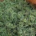 小叶化石草化石草
