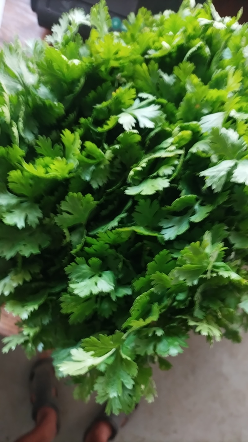 精品香菜大叶香菜品质保证一手货源诚信经营欢迎来电