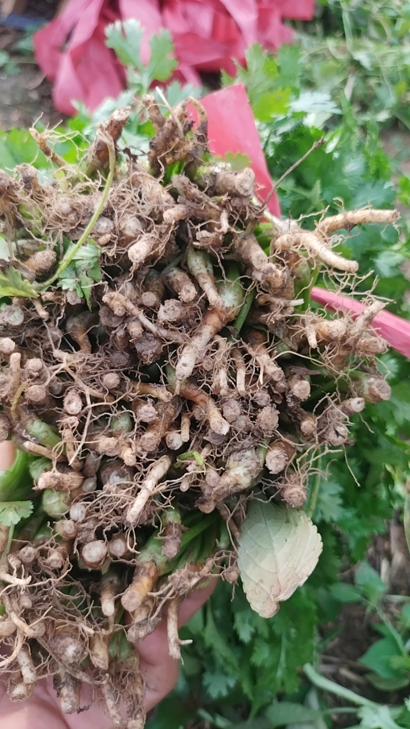 精品香菜大叶香菜品质保证一手货源诚信经营欢迎来电