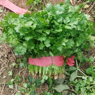 精品香菜大叶香菜品质保证一手货源诚信经营欢迎来电