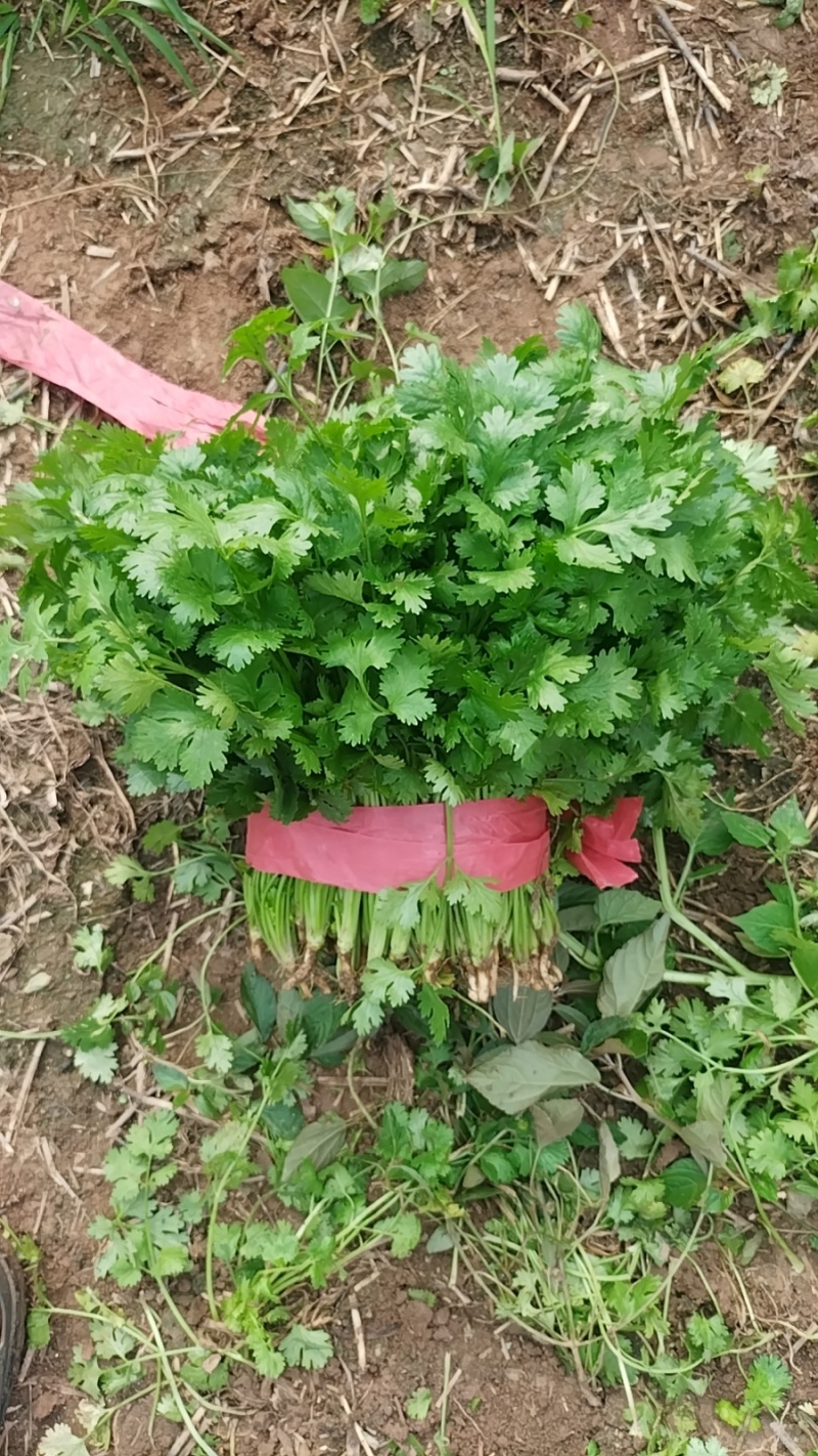 精品香菜大叶香菜品质保证一手货源诚信经营欢迎来电
