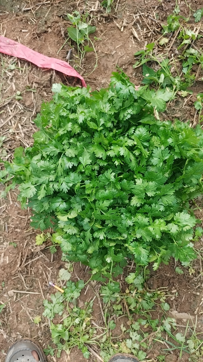 精品香菜大叶香菜品质保证一手货源诚信经营欢迎来电