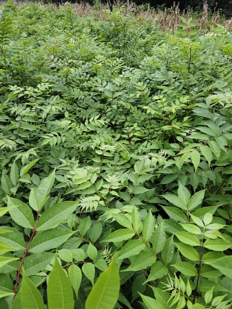 四川大叶厚皮川黄柏苗出售，欢迎需要老板咨询订购。。