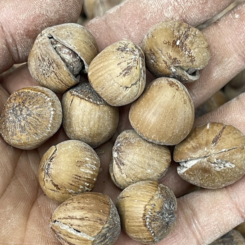 大开口盐焗榛子，进口榛子，东北榛子，平欧大果榛子