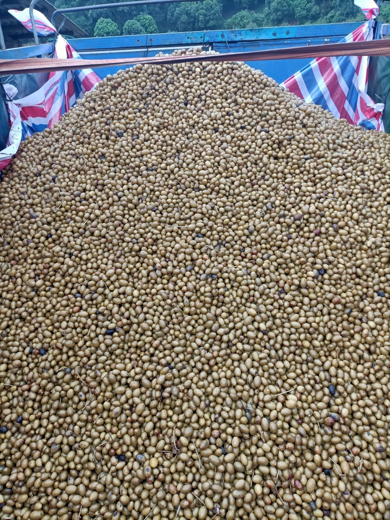 【泡菜】腌制咸水橄榄陆续出捞，期待食品加工业合作
