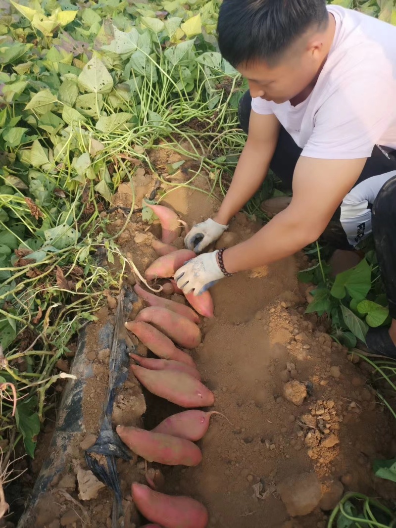 精品红薯西瓜红/西瓜红蜜薯供应电商超市各大档口市场