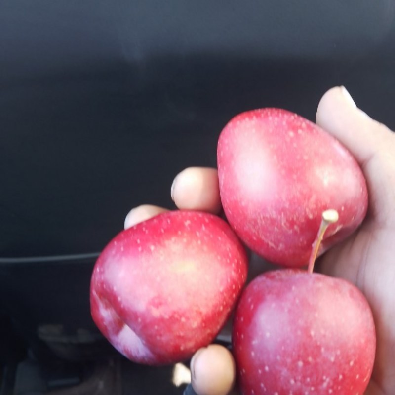 精品鸡心果，