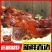 【卤味】带骨猪头肉预制菜熟食店酒楼宴席坝坝席