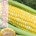 云南西双版纳金银花甜脆玉米