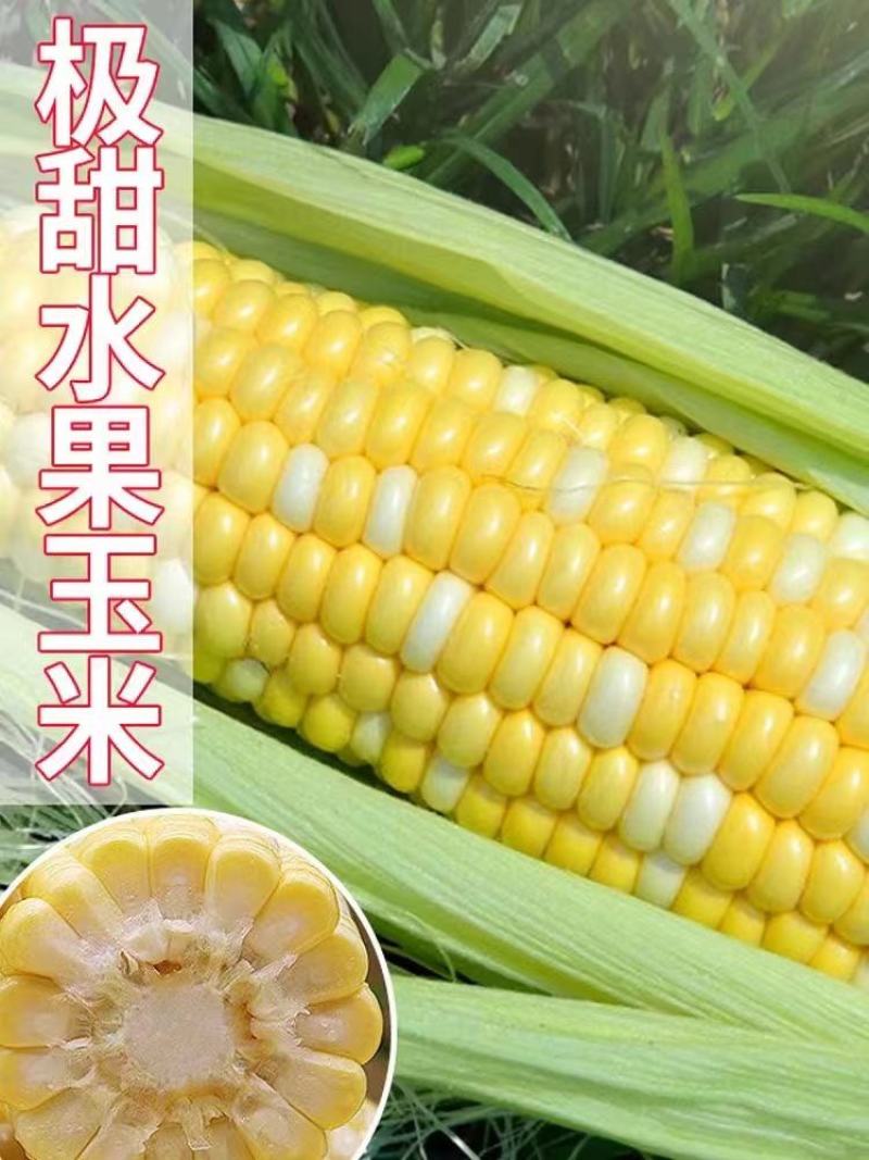 云南西双版纳金银花甜脆玉米